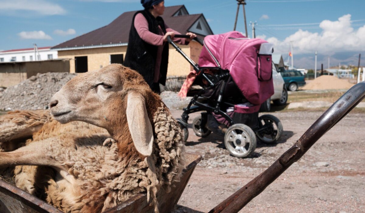 Talant Sultanov Kyrgyzstan, 2018, A sheep in a wheelbarrow beside the main street of the village of Suusamyr, which lies above 200m in a valley of the same name in the Tian Shan Mountains in Kyrgyzstan, on 14 October 2018. The village is home to Suusamyr Net, a community network that has brought a high-speed Internet link to the community, and will soon be providing residents with fast connections by fibre to the home.